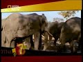 معركة قوية بين فيل وسبعة أسود ( Elephant & 7 Lions )