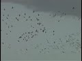 Massive Patagonian Conure flock returns to colony at dawn