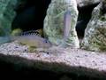 Xenotilapia papilio Tembwe - tarlo