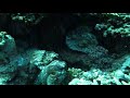 Octopus\