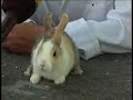 Zuchtkaninchen