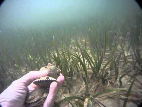 how to harvest scallops in florida