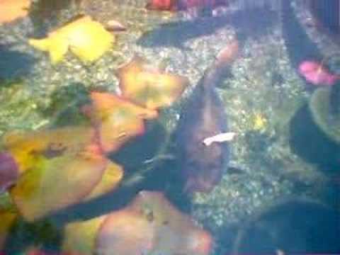 Water Lily - Koi Fish
