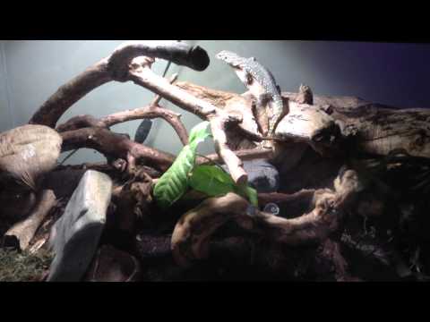 Baby Nile Monitor eating crickets enjoying his home, Thanks Backwater Reptiles