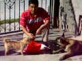 videos de Adiestramiento canino sin castigos físicos.
