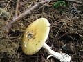 Amanita Phalloides Part 2