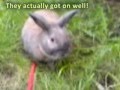 Bunny-sitting (with Star Wars, Jaws, and Bunny Bourne!)
