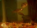 feedding my puffers