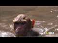 Monkey Swimming Pool