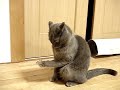突然立ちあがったにゃんた君。床からはがしてあったテープが手に付いたので、固まってしまった。