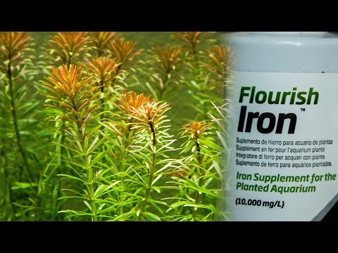 how to trim rotala