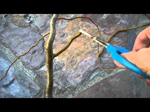 how to transplant weeping willow tree