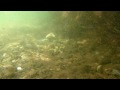 YouTube - Humpback Chub