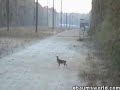 Lucky Deer Lucky Deer