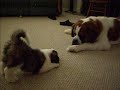 Baby Bridgette and Nikholas (8 continued)