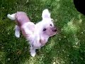 Chinese Crested Chinese Crested