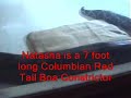 my friends 7 foot colombian red tail boa constrictor eating
