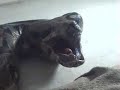 my friends 7 foot colombian red tail boa constrictor eating