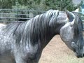 Aegyptuus Straight Egyptian Arabian Stallion Aegyptuus Straight Egyptian Arabian Stallion