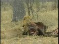 09/29/07 8:11a.m. WE live Drive Video #6 of 6 lions eating