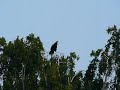 Corvid; A Raven calling in the birch Corvid; A Raven calling in the birch