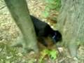 Rufus versus Tree