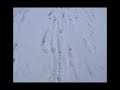 radiohead-everything-in-its-right-place-live.html