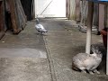 pigeon and two rabbits
