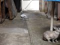 pigeon and two rabbits