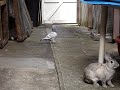 pigeon and two rabbits