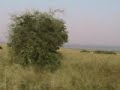 safari-drive.html