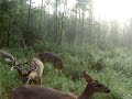 North Carolina Whitetail Deer hunting.
