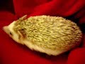 Brutus Sniffing