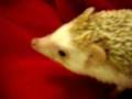 videos de Brutus Sniffing