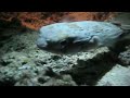 Cozumel Shore Night Dive