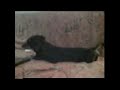 Cane tenore