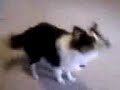 Izzi~ Sheltie Female
