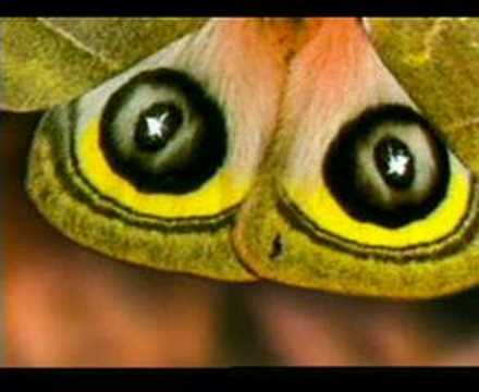 kelebek