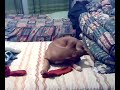 video divertenti minnie il mio cane che insegue la sua coda video divertenti minnie il mio cane che insegue la sua coda