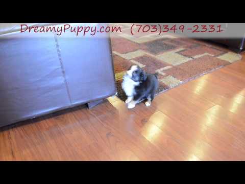 Adorable Miniature Aussie Boy Puppy #2