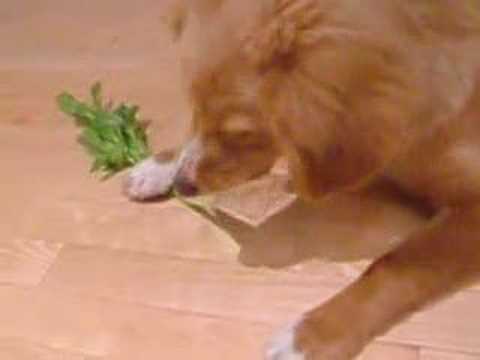 Otis 1, Celery 0