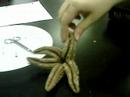 Stick Boy Takes On Episode 10 Dancing Starfish Stick Boy Takes On Episode 10 Dancing Starfish