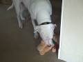 videos de Dozer plays with reindeer toy