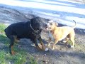 pitbull   rottweiler