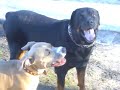pitbull   rottweiler