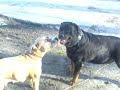 pitbull   rottweiler