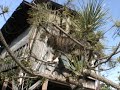 木の上のピッピ君危機一髪! tree hazard pippi