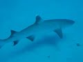 Shark diving on the Corsair