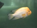 A sagittae xanthic 2009_0001.wmv