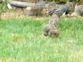 California quail young adults